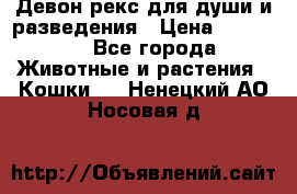 Девон рекс для души и разведения › Цена ­ 20 000 - Все города Животные и растения » Кошки   . Ненецкий АО,Носовая д.